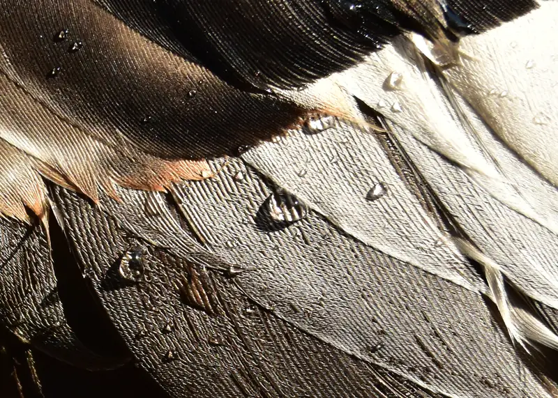 Gadwall wing showing the white speculum